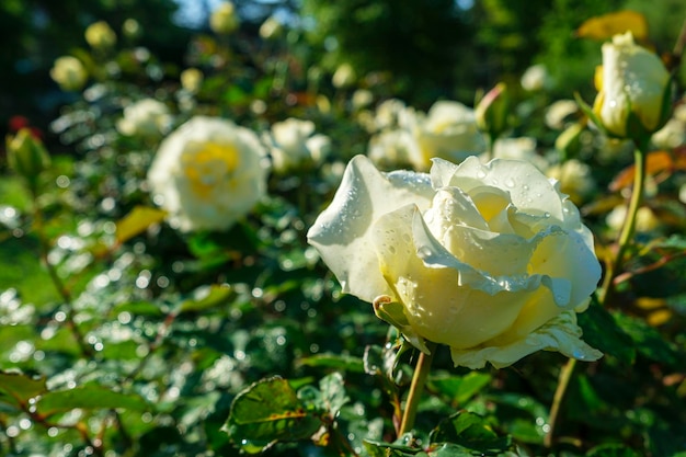 Exuberante arbusto de rosas blancas después de la lluvia hermosas flores en flor en un día soleado de verano Jardinería floristería concepto de paisajismo Para portadas postales copia espacio