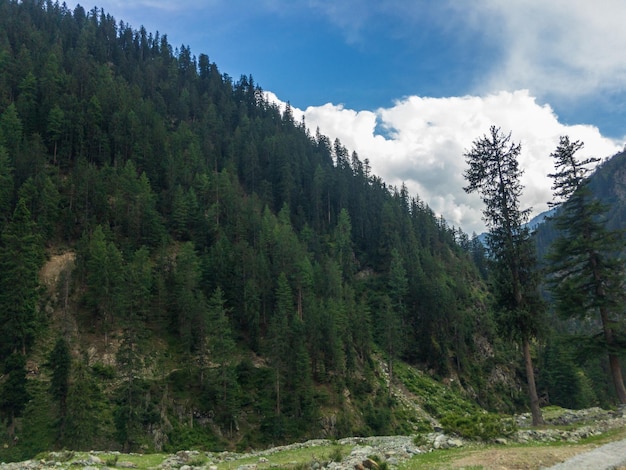 Exuberante bosque de cedros verdes en Kalam swat Pakistán