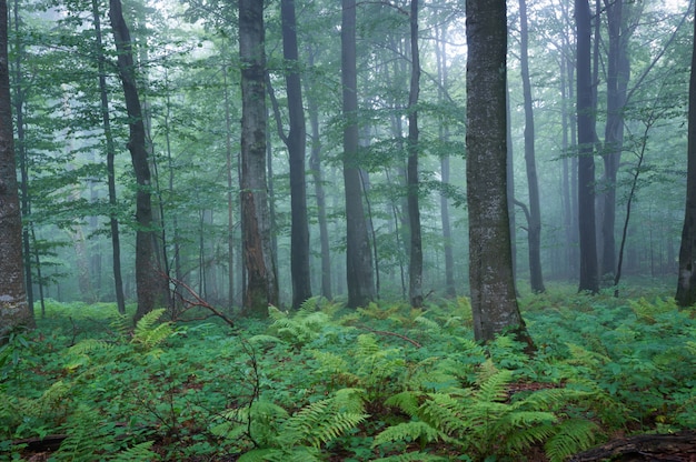 Un exuberante bosque de ensueño con muchos helechos y niebla matutina