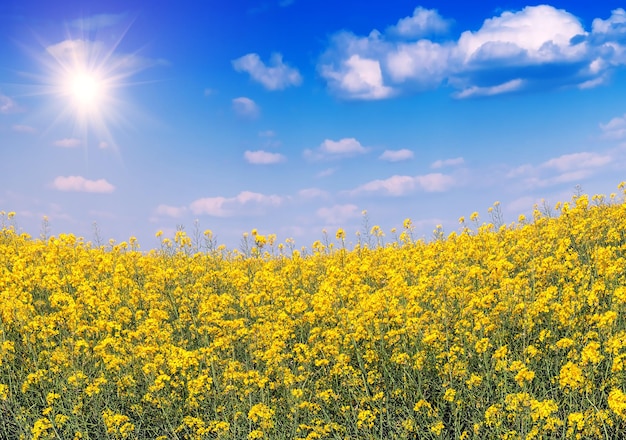 Exuberante campo de estupro amarelo florescente e céu azul