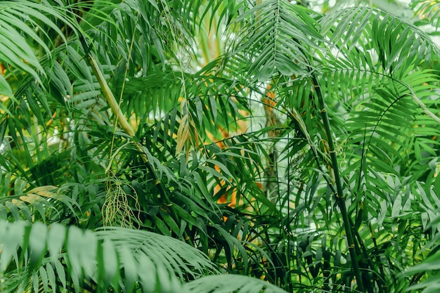 Exuberante follaje en el jardín tropical. Plátanos y plantas de la jungla.