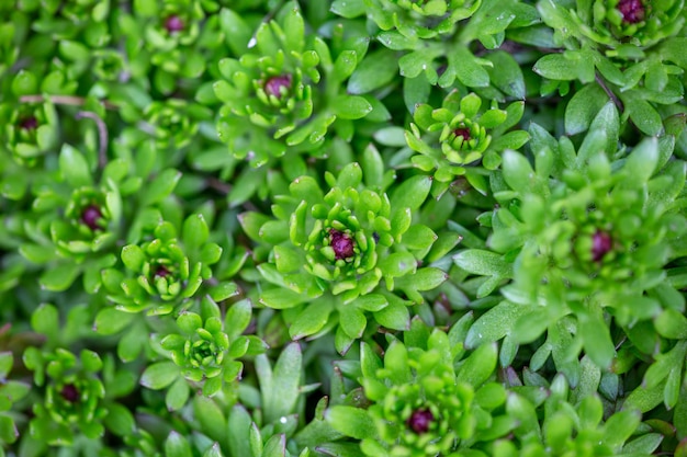 Exuberante follaje de lino después de la lluvia en primavera macro foto Hojas verdes con gotas de agua en un día soleado