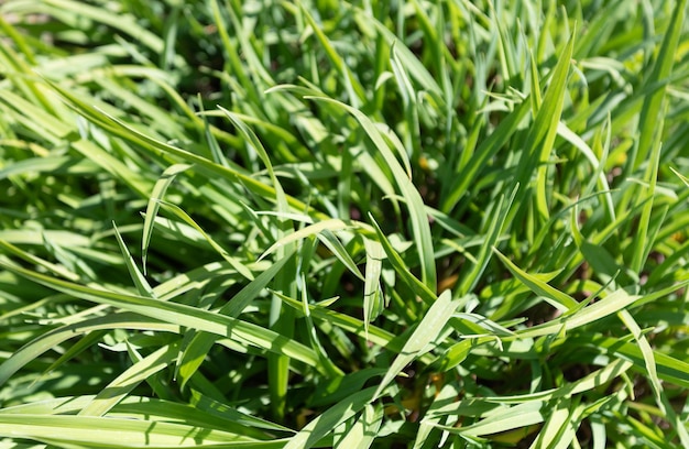 Exuberante hierba frondosa. Hojas de hierba verde. Fondo de hierba. planta natural. Vegetación de verano.