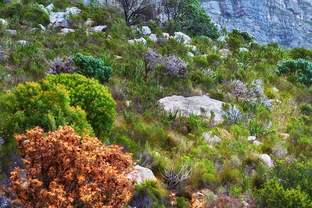 Exuberante ladera con plantas autóctonas de fynbos sudafricanas y cantos rodados Ángulo bajo de un pintoresco paisaje montañoso en Table Mountain Ubicación remota para caminatas y destino turístico en la naturaleza