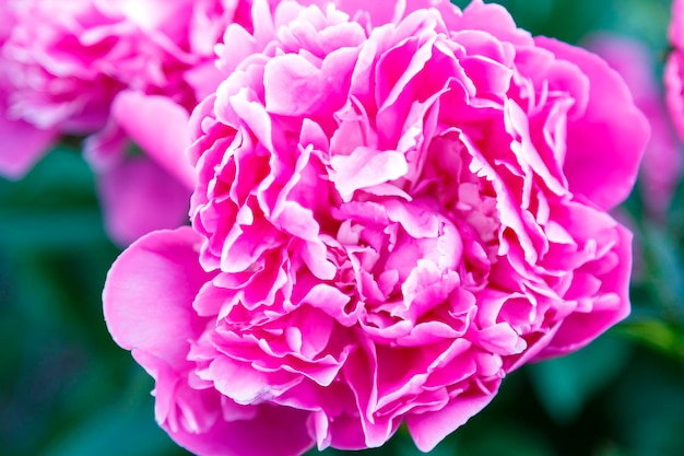 Exuberante peonía rosa blanca en el jardín en un arbusto