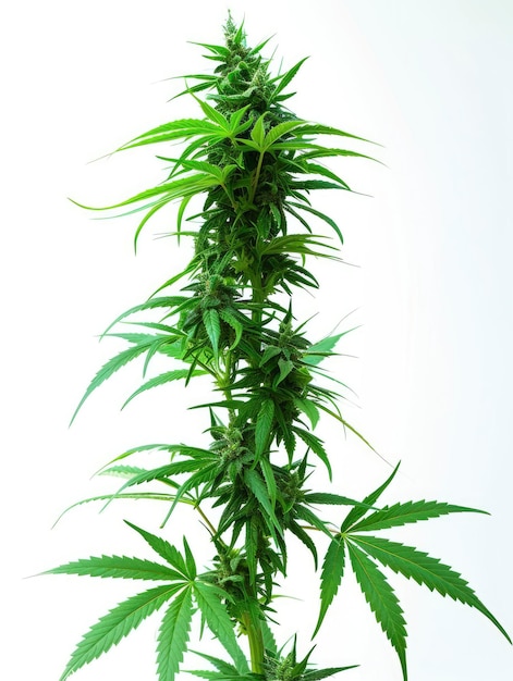 Exuberante planta de cannabis sobre fondo blanco.