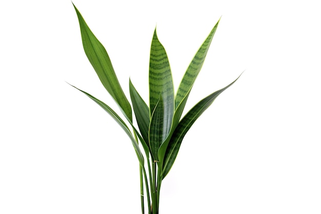 Una exuberante planta de serpiente en una olla a rayas contra un fondo blanco en un fondo blanco o PNG transparente