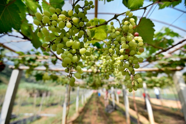 Un exuberante racimo de uvas cuelga de un raíl en un patio de uvas