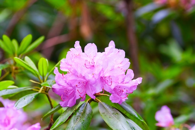 Exuberante rama de rododendros rosados florecientes