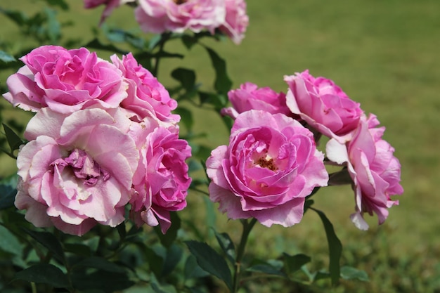 Exuberante rosa brilhante close-up rosa