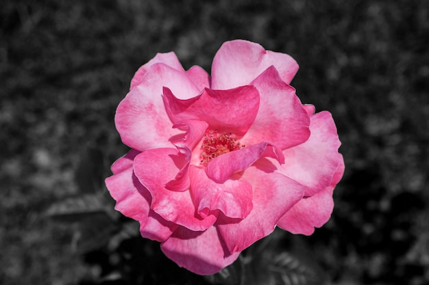 Exuberante rosa rosa após a chuva lindas flores de flores em fundo atmosférico preto e branco jardinagem florística paisagismo conceito para capas postais chineses ou rosa de chá rosa chinensis