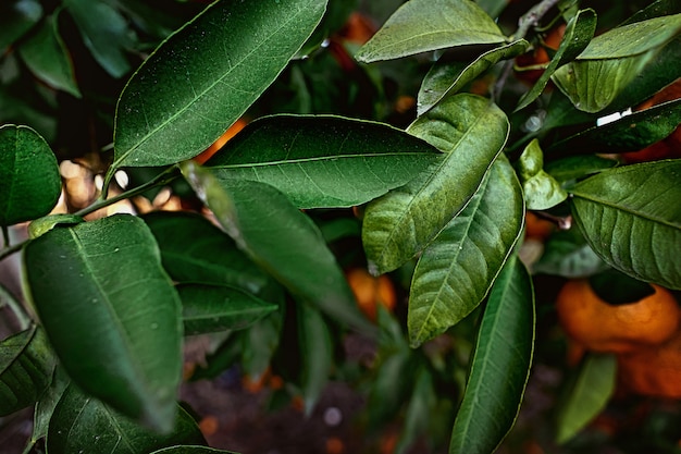 Exuberante verde. textura de folha verde com tangerinas laranja