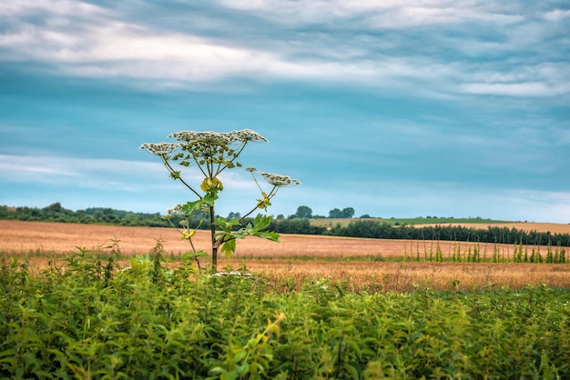 Exuberante Wild Giant Hogweed plant com flor no campo