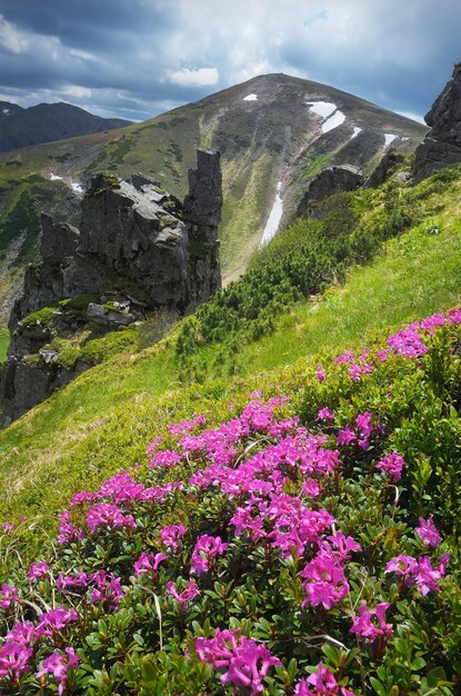 Exuberantes arbustos de rododendro rosa. Paisaje de montaña con hermosas flores de verano. Cárpatos, Ucrania