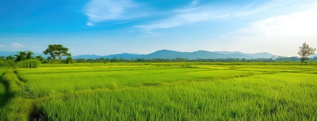 Exuberantes arrozales verdes bajo el cielo azul