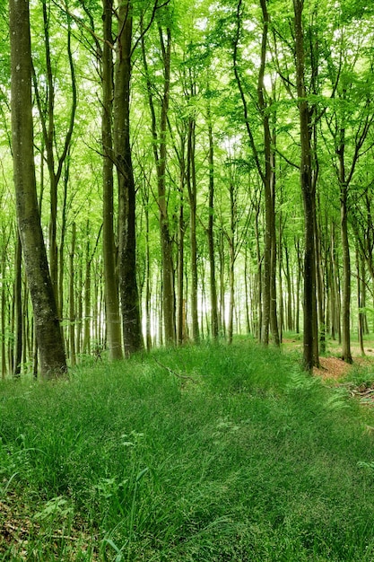 Exuberantes árvores florestais verdes não cultivadas na primavera Floresta mágica e isolada com vegetação crescendo e florescendo em uma área natural intocada Vista da paisagem de um belo parque remoto no verão