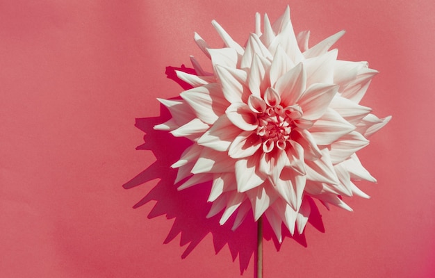 Una de las exuberantes flores blancas sobre un rojo.