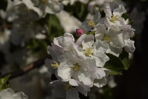 Exuberantes flores de cerezo closeup Ulyanovsk Rusia