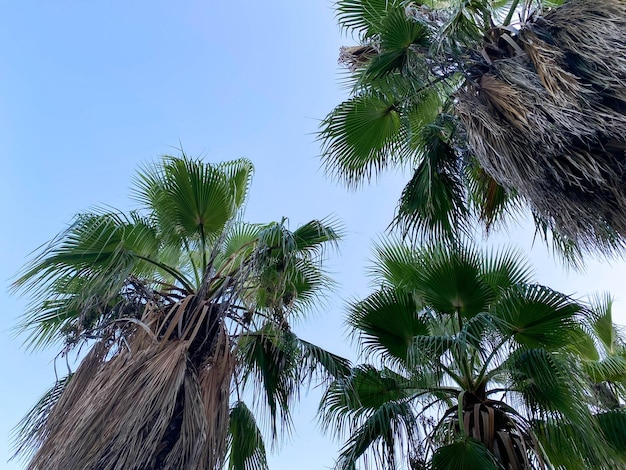 Exuberantes y hermosas palmeras tropicales del sur con ramas y hojas largas y exuberantes