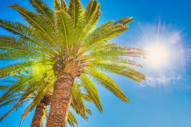 Exuberantes palmeras sobre fondo de sol brillante y cielo azul