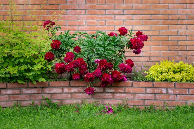 Exuberantes peonías en flor en un huerto contra una pared de ladrillos Paisajismo de flores perennes