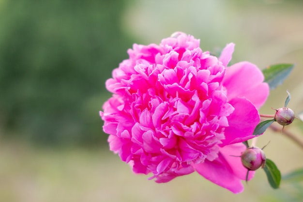 Exuberantes peonías rosadas en la pared borrosa del macizo de flores verdes. La peonía en el Jardín de Peonías de China en Baixiang ha estado llena de hermosas flores.