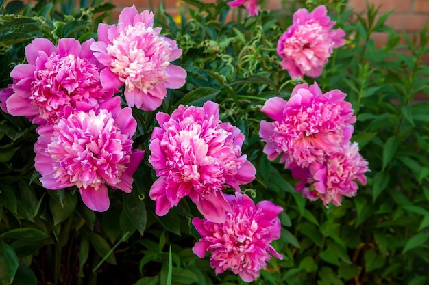 Exuberantes peonías rosas que florecen en un macizo de flores Diseño de paisaje de flores perennes