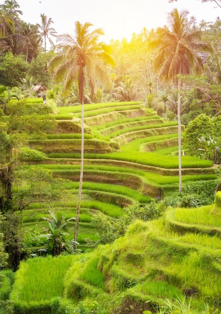 Exuberantes plantaciones de campos de arroz en la isla de Bali Indonesia