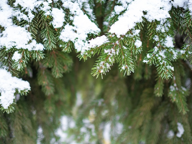 Exuberantes ramas de abeto o pino en el bosque están cubiertas de nieve y escarcha