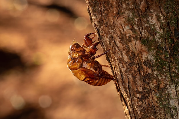 Exuvia der typischen Zikade, ein Exoskelett, das während des Reifungsprozesses des Insekts namens Ecdysis aufgegeben wird