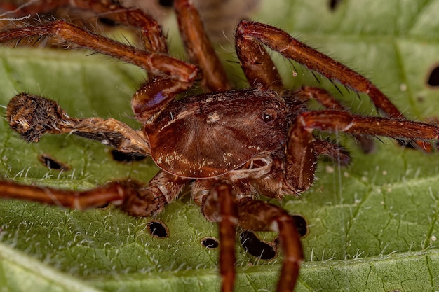 Exuvias de arañas errantes de la familia Ctenidae