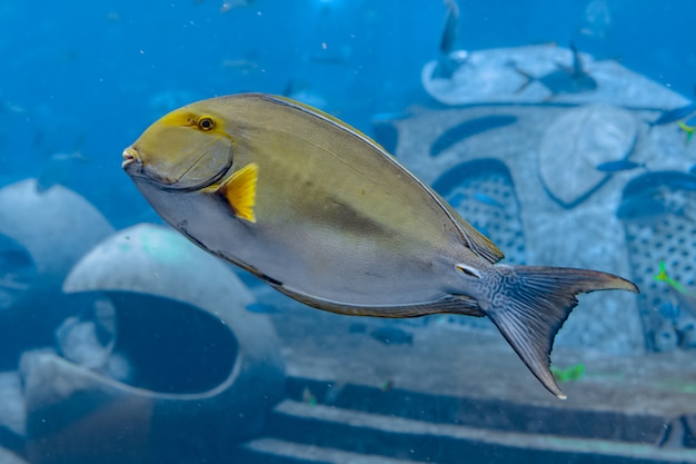 Eyestripe surgeonfish (Acanthurus xanthopterus) ou yellowfin surgeonfish (Acanthurus dussumieri) no aquário Atlantis, cidade de Sanya, ilha de Hainan, China.