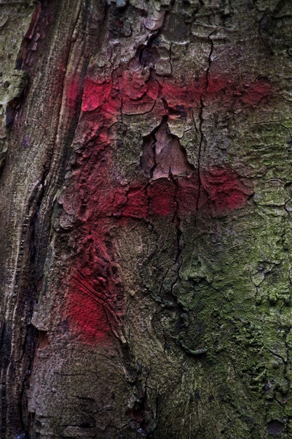 &quot;F&quot; auf einem Baum