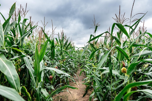 ÃƒÂ Ã‚Â¡orn campo em dia nublado de verão.