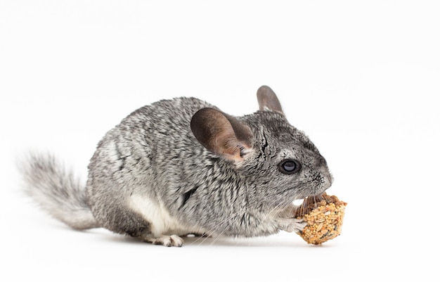 ÃƒÂ Ã‚Â¡ute chinchila peluda comendo lanche crocante em fundo branco