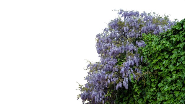 Fabaceae flor na primavera