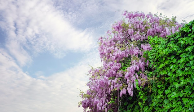 Fabaceae flor na primavera