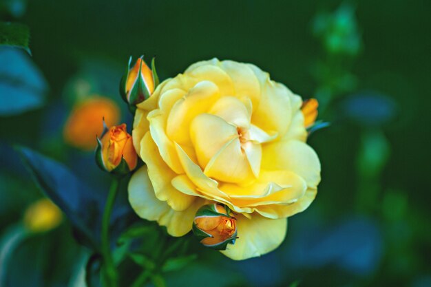 Fabelhafte gelbe Gartenrose mit Knospen im grünen Sommerrosengarten