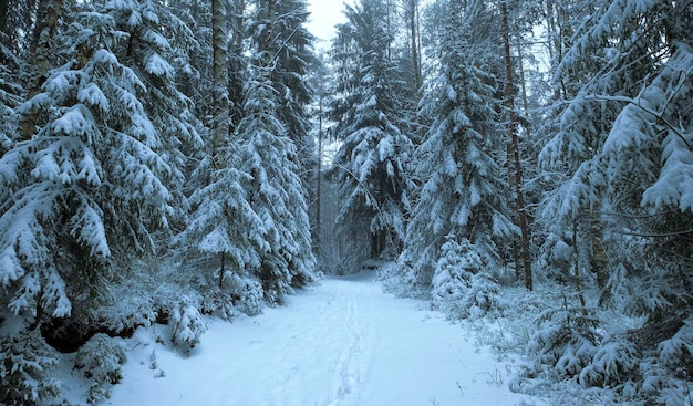 Fabelhafte Winterstraße im schneebedeckten Nordwald nach einem Schneefall