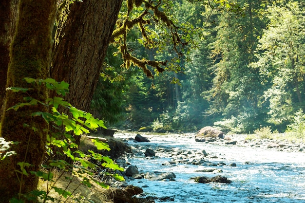 Fabelhafter Regenwald im Olympic Nationalpark, Washington, USA. Bäume mit dicker Moosschicht bedeckt.