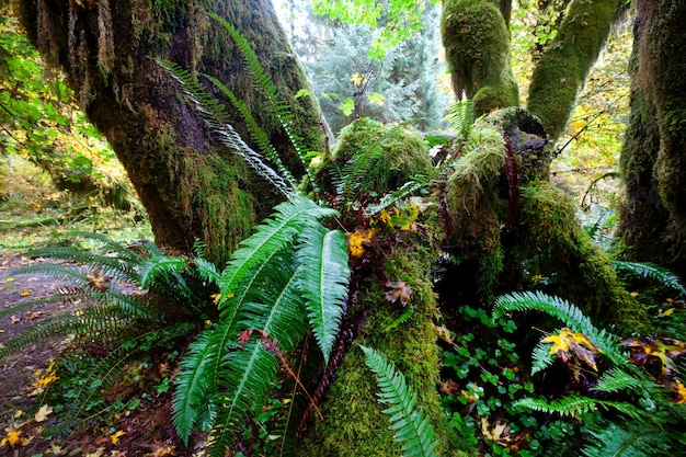 Fabelhafter Regenwald im olympischen Nationalpark, Washington, USA.