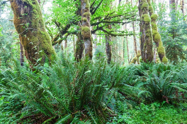 Fabelhafter Regenwald im olympischen Nationalpark, Washington, USA.