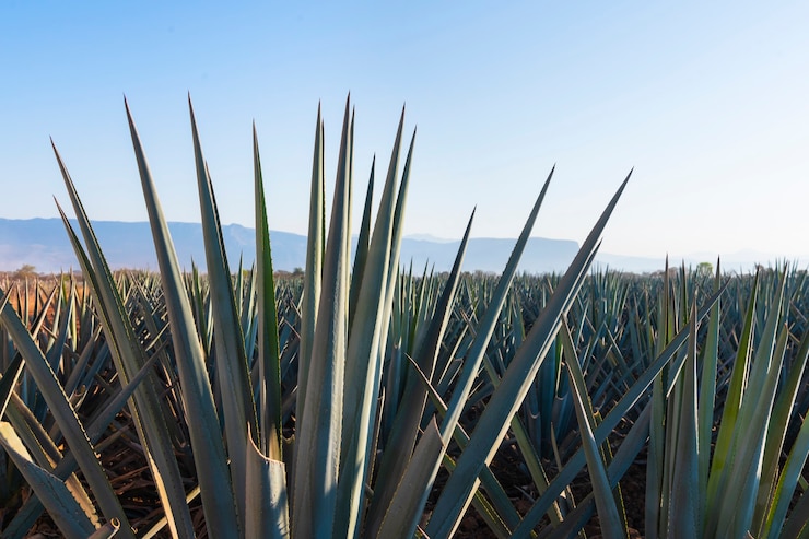 Foto fábrica de agave tequila em campos de jalisco