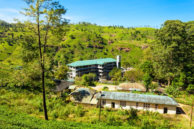 Fábrica de chá, Sri Lanka