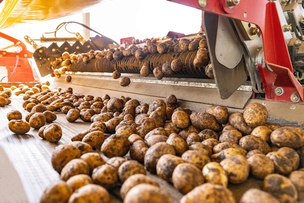 fábrica de embalagem de batata