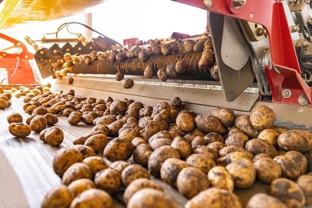 fábrica de envasado de patatas