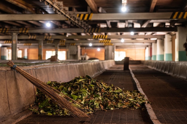 Fábrica de té Cinta de procesamiento de hojas de té Hojas de té verde frescas secándose dentro de una fábrica de té