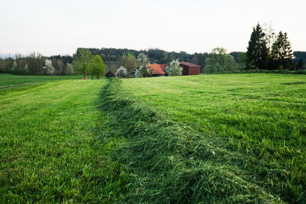 Foto fabricação de feno para o gado no campo