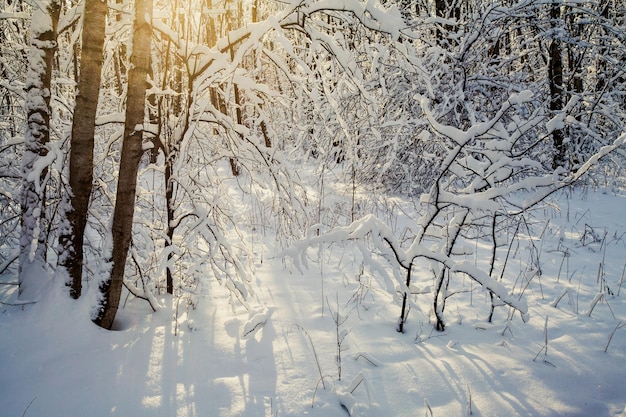 Fabulosa floresta de inverno sob neve profunda ao sol