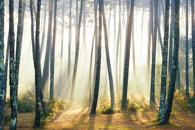 Fabulosa floresta europeia. Pitoresco nascer do sol em portugal. Vista panorâmica de conto de fadas. Raios de sol magnífico em pinheiros.